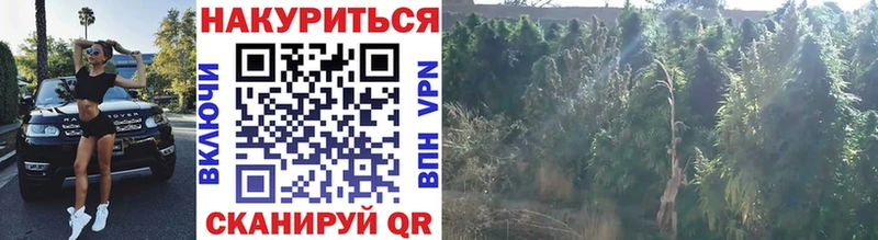 Каннабис Bruce Banner  Можга 